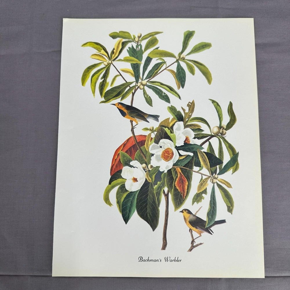 1950 Vintage Print Bachmans Warbler American Bird Art Illustration Audubon 9x12